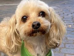 オウン🐶犬好き割引有！便利で安全！街迄10分