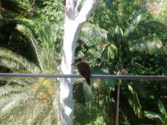 Chatswood一軒家 1人部屋＄295:犬好きな方