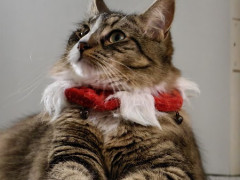 ２匹の猫を23日間面倒見て下さる方