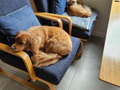 犬猫と暮らす。オーナーが日本帰国中のフリーアコモデーション