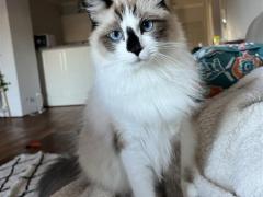 シェアメイト募集（猫好き歓迎）– シドニー・Hurstvil