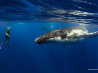 南太平洋のトンガでクジラスイムツアー開催中
