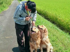 日本人のドッグトレーナー／パピーから成犬まで対応します。