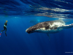 Whale Dive and Cave Dive Tonga