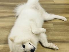 犬の里親募集