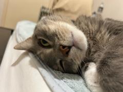 猫ちゃんの里親を探しています。
