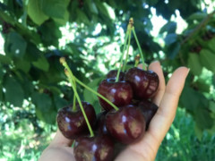 🍒チェリーピッキングのお仕事🍒