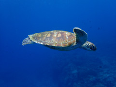  沖縄の海でダイビングのお仕事　してみませんか？