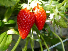 Caboolture strawberry farm🍓
