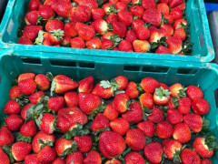 Strawberry Farm is hiring