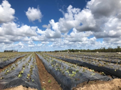 ストロベリーファーム🍓 in bundaberg QLD