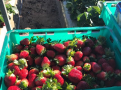 Strawberry Farm Recruitment