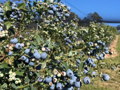 Blueberry picking