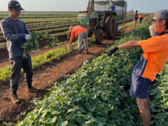 Sweet potato farm求人！