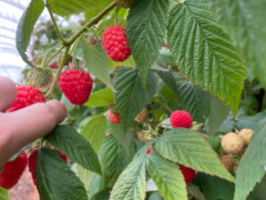 Caboolture Raspberry farm