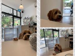 *** Dog Washer ( female)