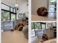 *** Dog Washer ( female)