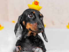 Bather / Daycare Assistant 