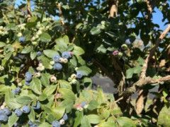 ブルーベリーピッカー募集🫐👨‍🌾
