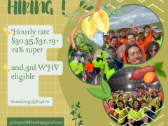 やさしい農場 -  マンゴーの季節 スタート!