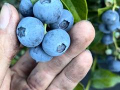 ブルーベリーピッカー募集🫐🪣