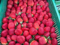 Strawberry Picker UrgentHiring