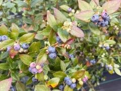 Blueberry Picking Jobs🫐