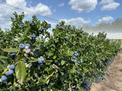 Hiring blueberry pickers 2025