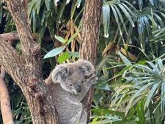 有給インターンシップ説明会＠シドニーオフィス