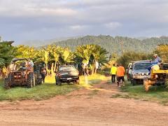 【13週間でVISA申請可能】ケアンズバナナファーム