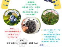 🌟ブルーベリー、ラズベリー、ブラックベリーの収穫🌟