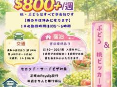 🌟ブルーベリー、ラズベリー、ブラックベリーの収穫🌟