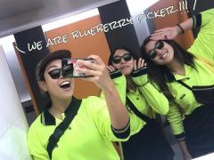 88days Fruits picker募集中です！！！