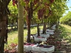 Mildura(VIC)でぶどう🍇のピッキング！