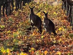 Mildura(VIC)でぶどう🍇のメンテナンス🪵