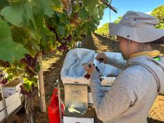 Hiring Grape Pickers Now!