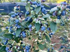 Blueberry Picking in NSW