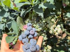 🫐💙 コフスハーバー ブルーベリーピッキングスタッフ募集