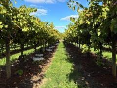 🍇Grape Picking-Mildura