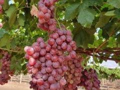 VIC州 Robinvale ピッキングスタッフ募集