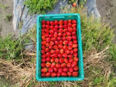 「2026年 大型いちご農場にてシーズンワーカー募集していま