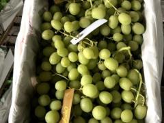 【VIC州 Robinvale グレープファーム｜ピッキング