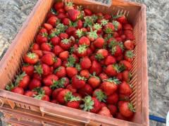 🍓【ファームスタッフ大募集！】ラズベリー、いちごピッカー