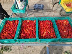 ブリスベン近郊いちご農場ワーカー募集