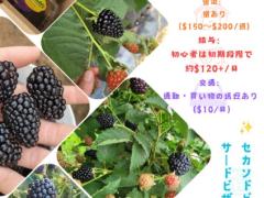 ブラックベリーの収穫