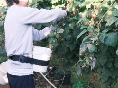 セカンド・サード対象｜ラズベリーピッカー募集｜寮あり｜未経験