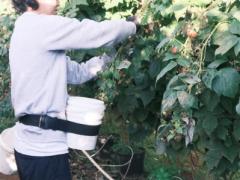 週800ドル以上！寮完備・ビザ申請サポート付きファーム募集