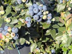 🍓🫐 ブルーベリーシーズン開始！｜時給保証あり｜セカンド
