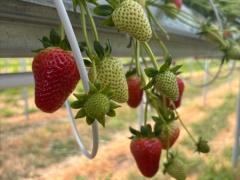 カブルチャ いちご農場 スタッフ募集