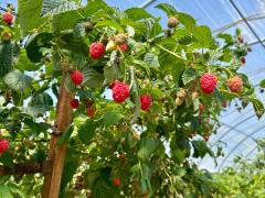 Raspberry Picking 88Days Job